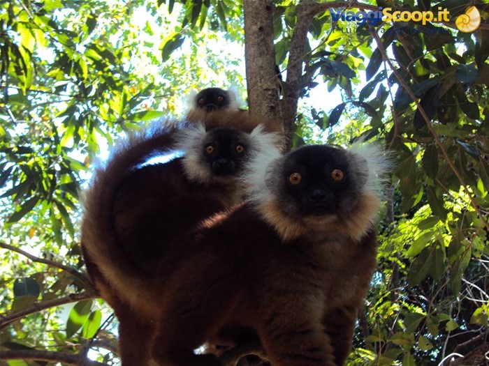 lemuri makako