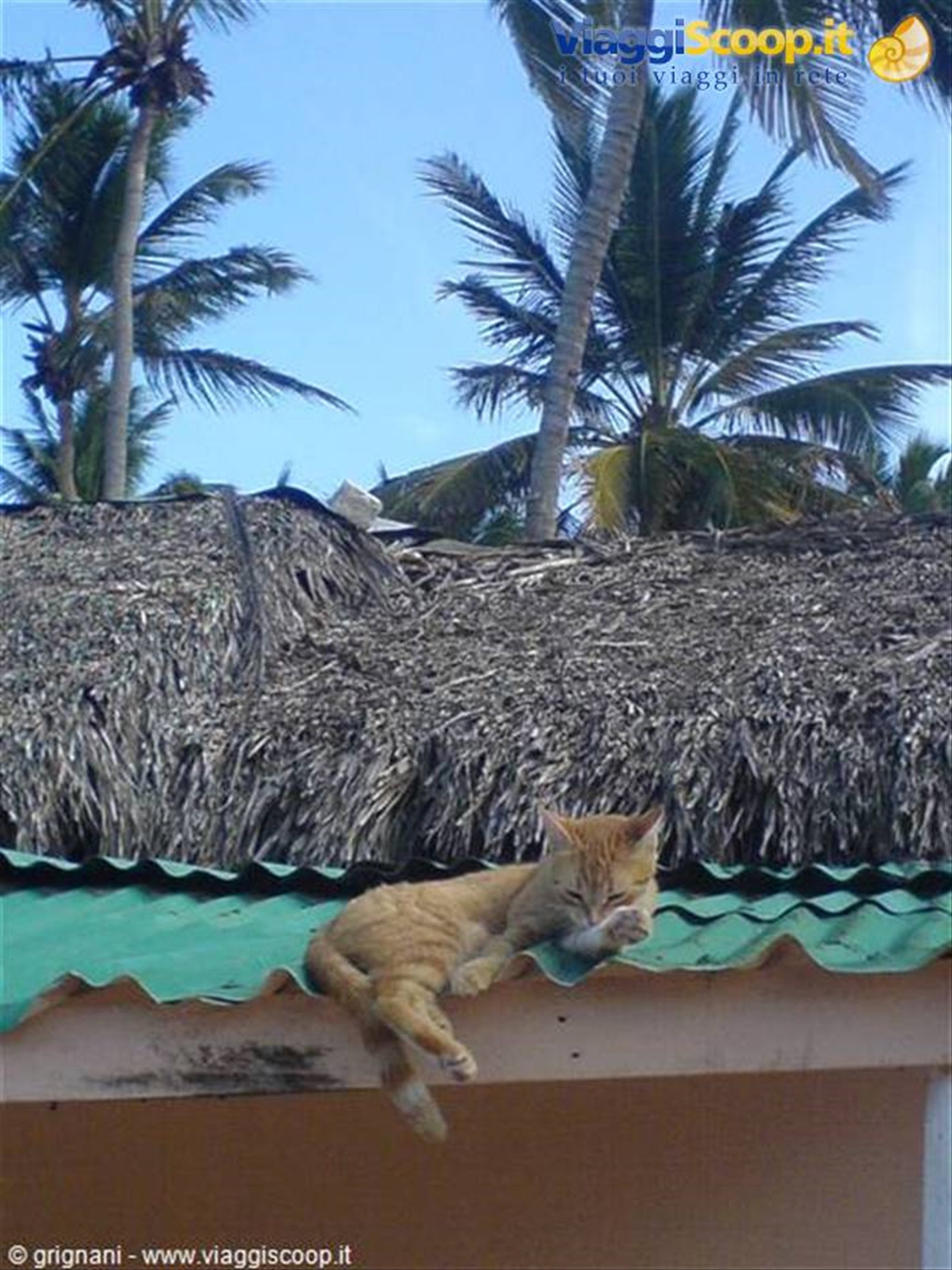 Cortecito Gatto sul tetto