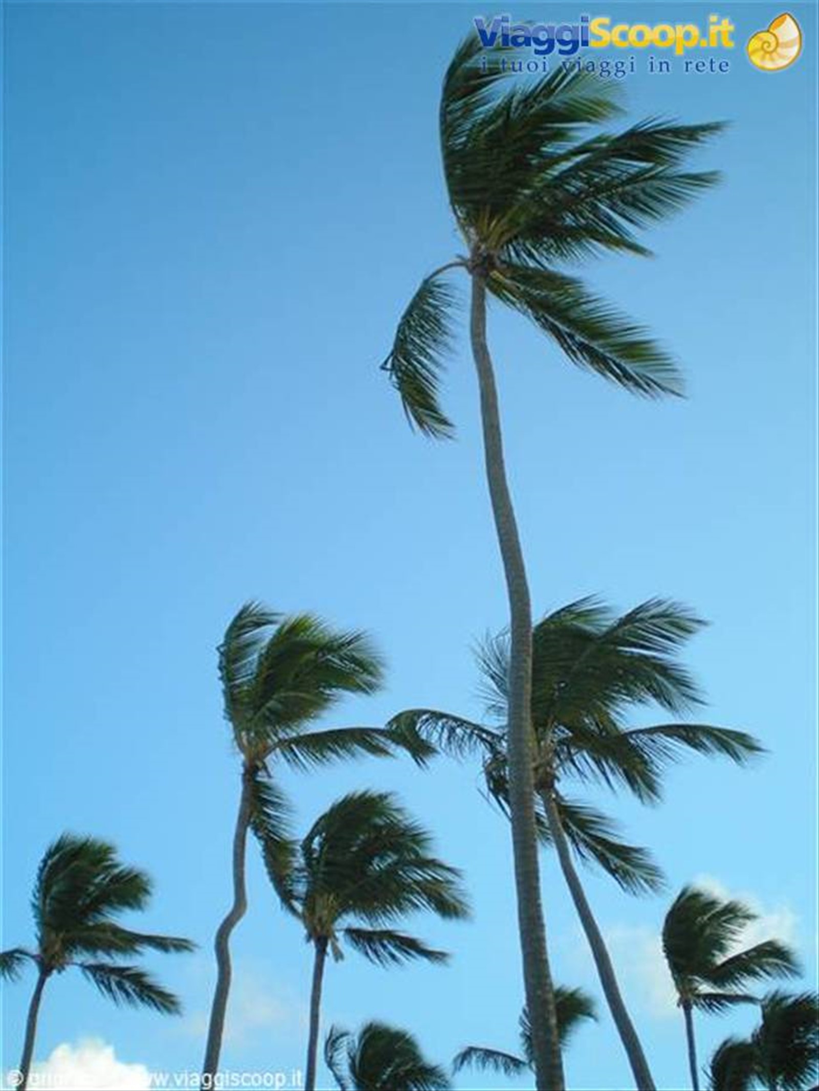 Cortecito - Palme