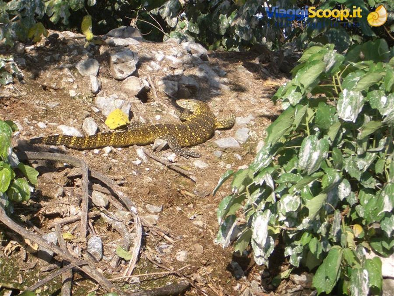 Un iguana (credo, correggetemi se sbaglio) sulle rive del Nilo