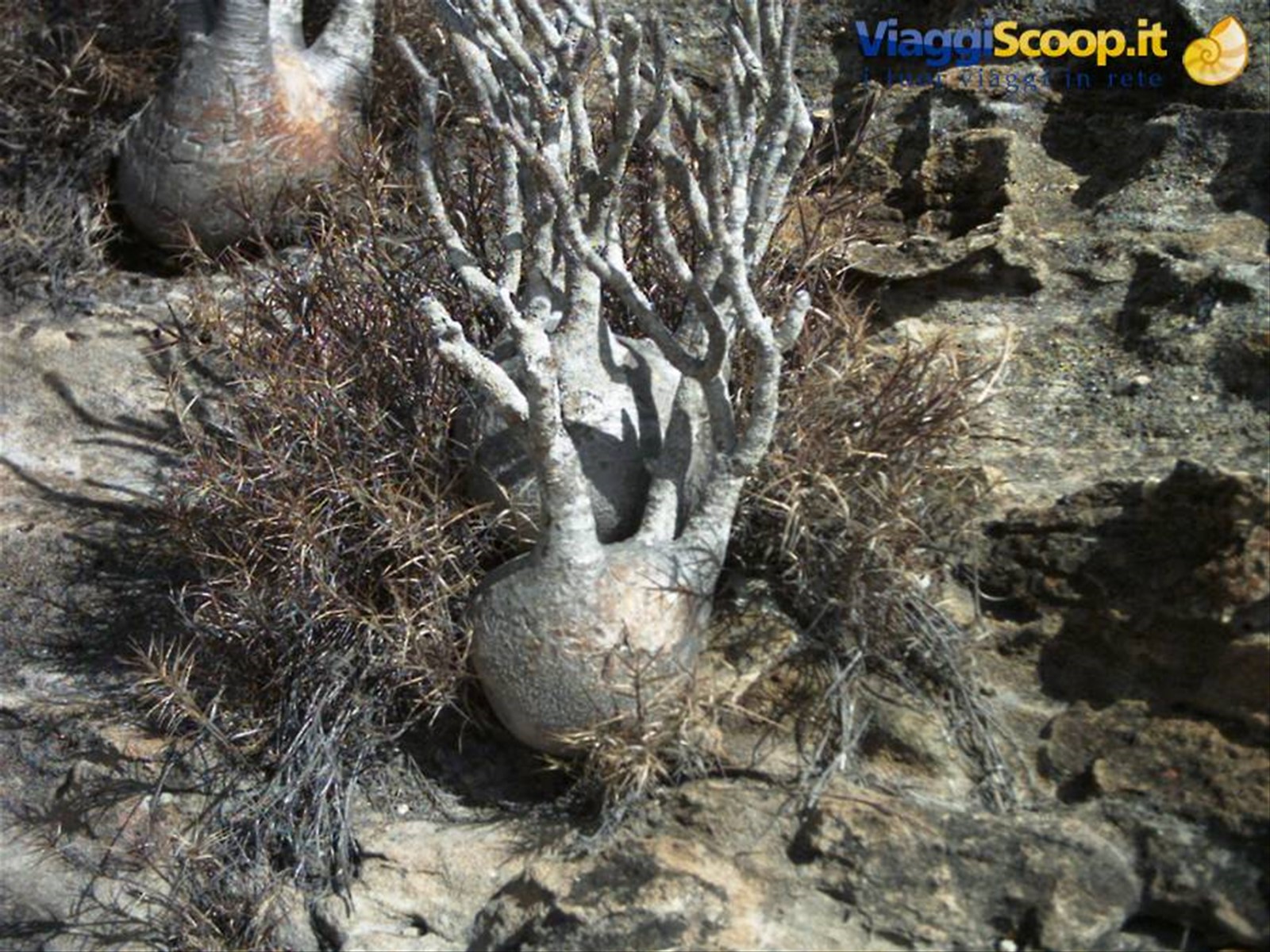 Pachypodium nel Parco dell'Isalo