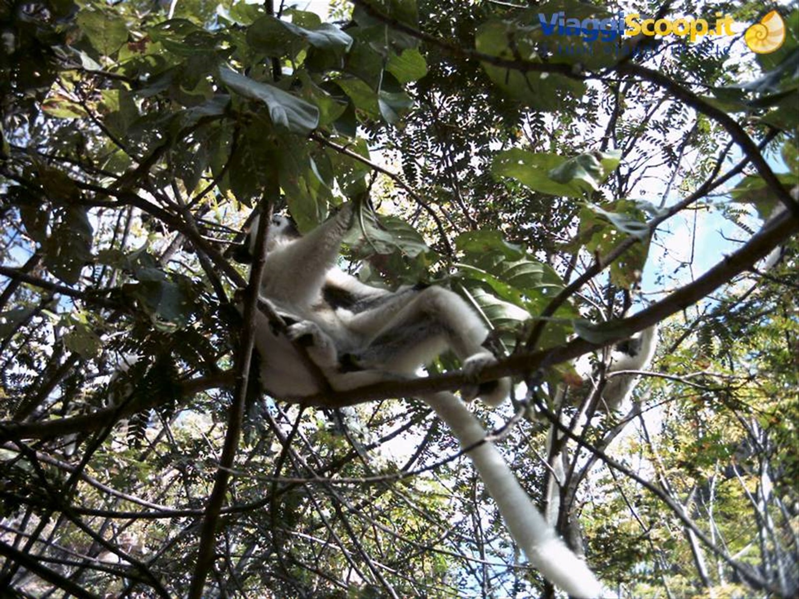 Propithecus Verreauxii penzolante da un albero al Canyon dei Makis