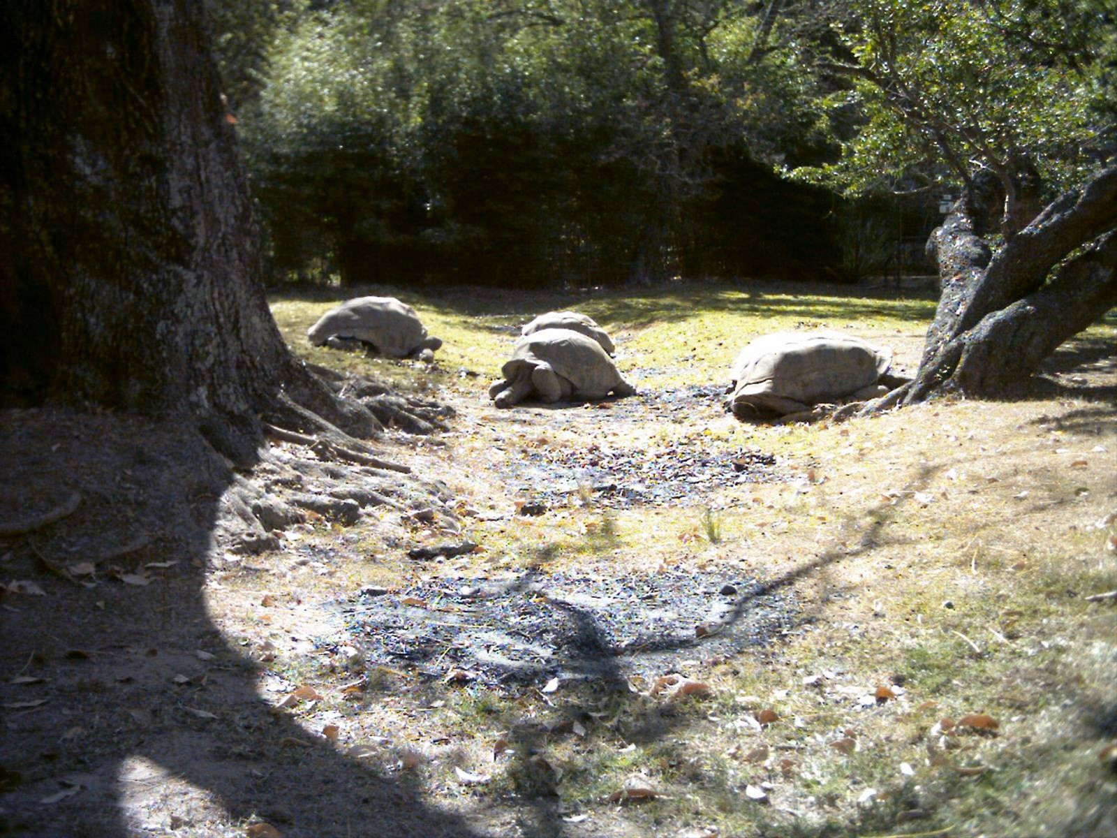 Parco di Peyrieras Tartarughe con il rostro