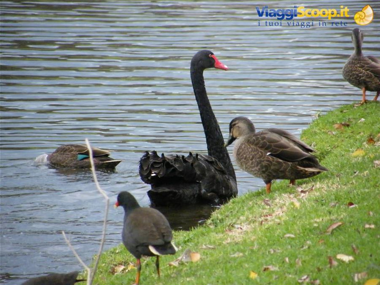 Cigno nero sul Torrens River
