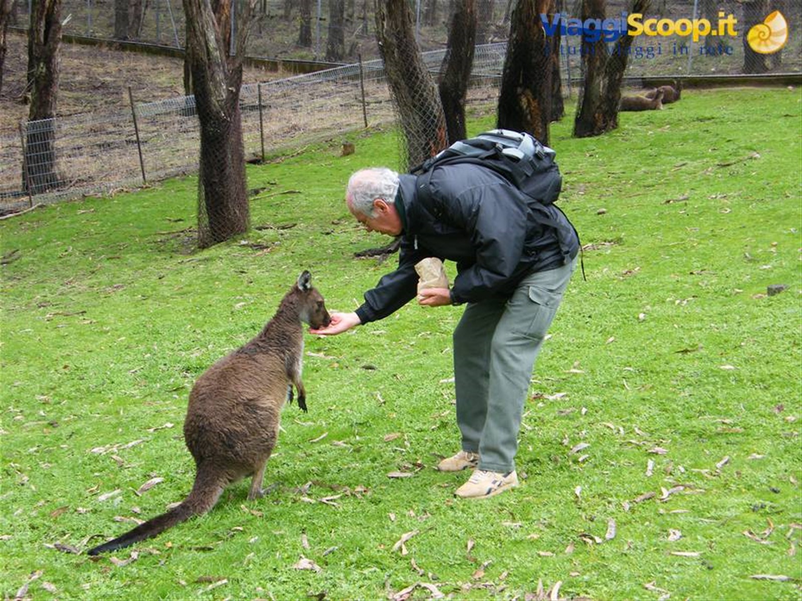 Dar da mangiara agli wallabies