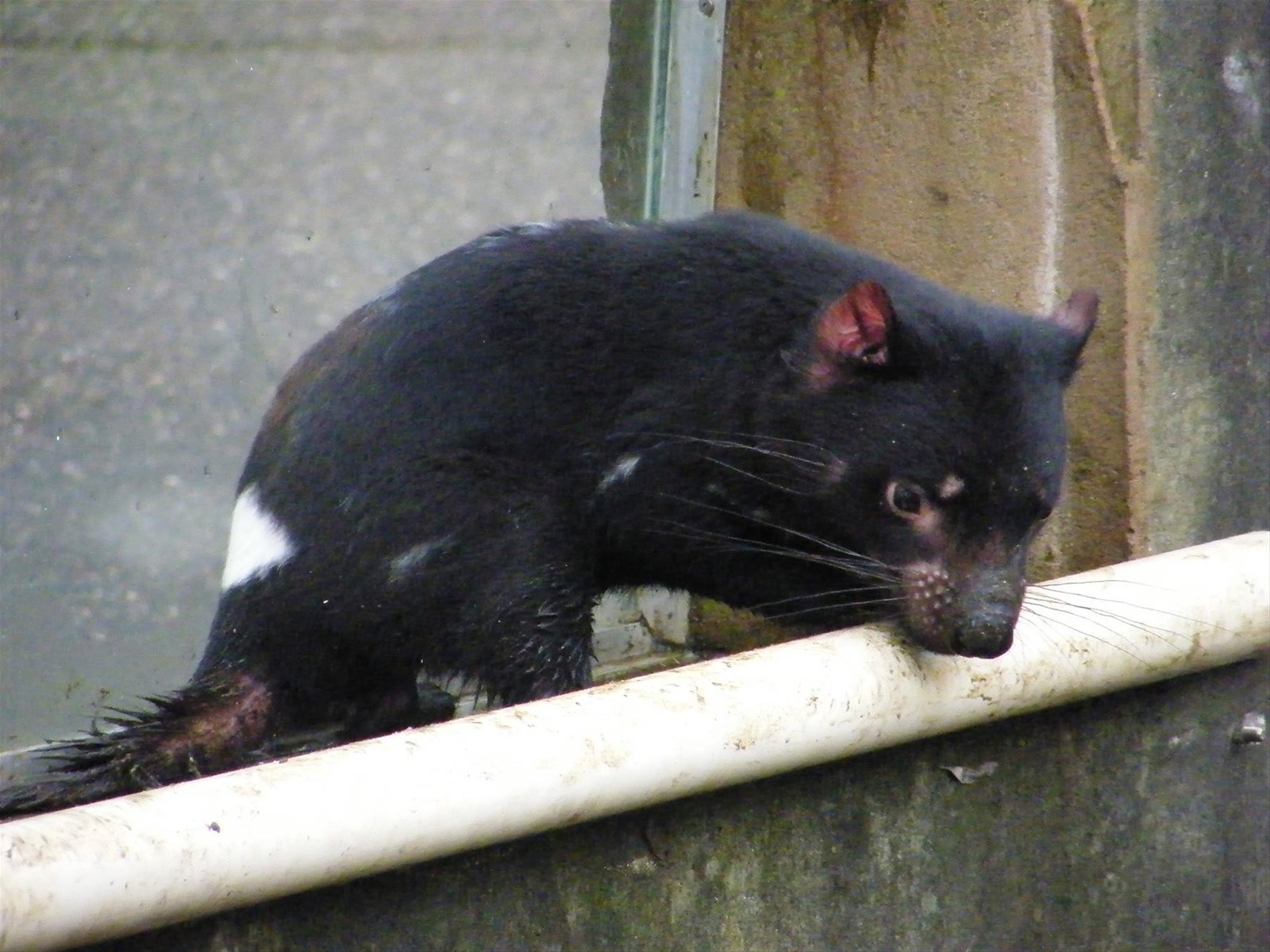 Devil of Tasmania di giorno povero animale notturno
