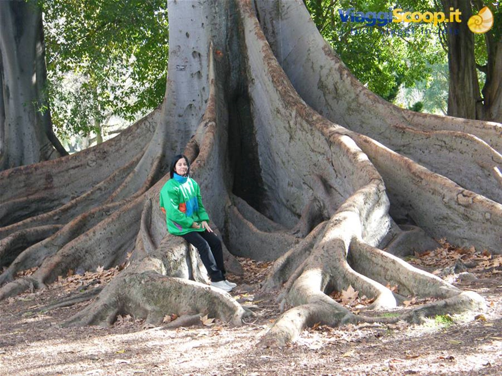 Ficus Macrophylla