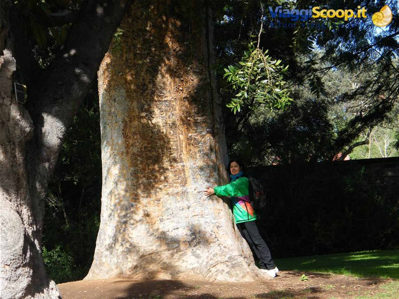 Taxodium Mucrontum