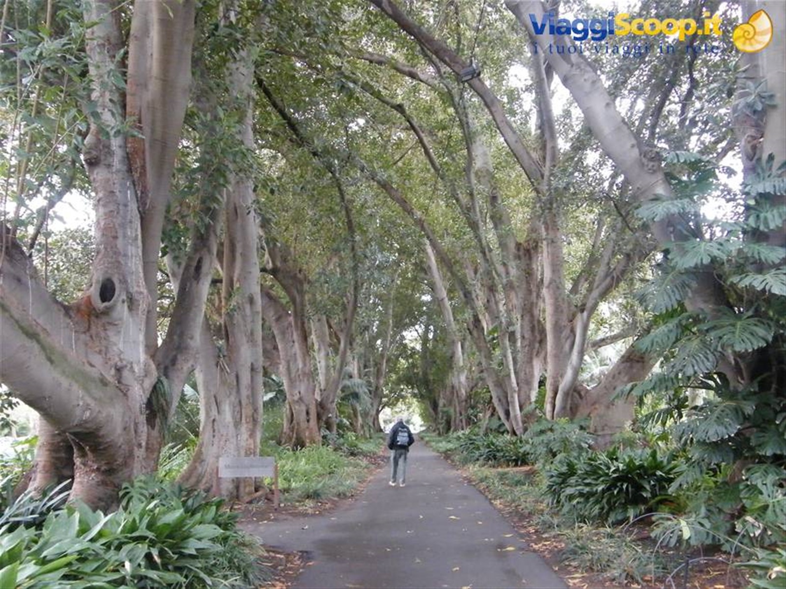 Viale dei Ficus Macrophylla