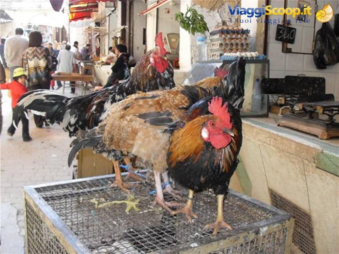 galli in vendita: forse per oggi si sono salvati!