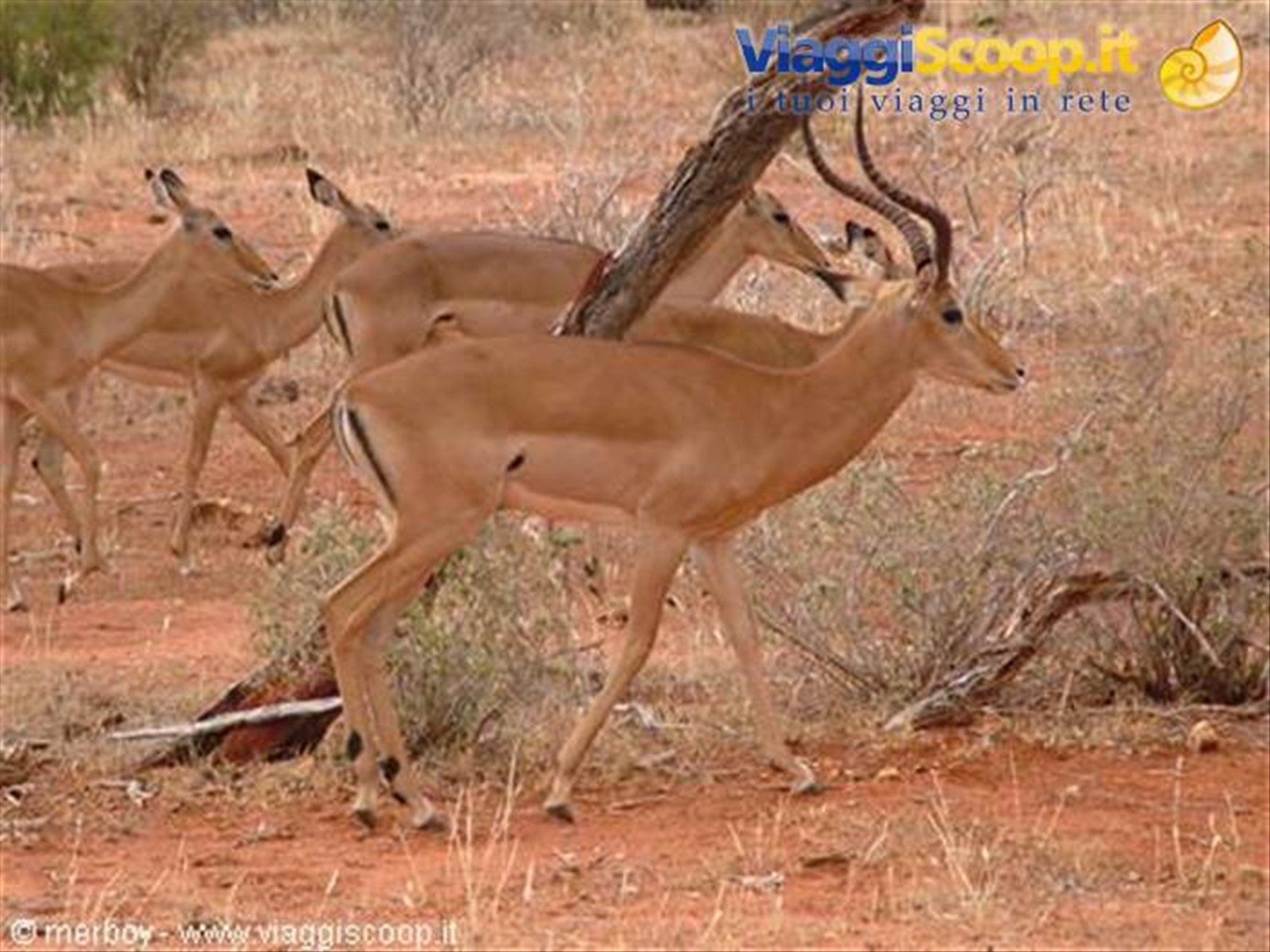 Safari - Tsavo Est