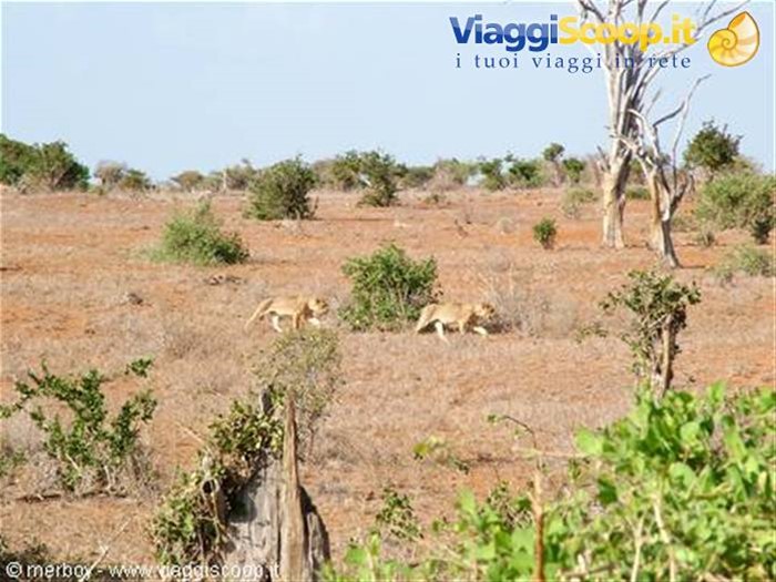 Safari - Tsavo Est