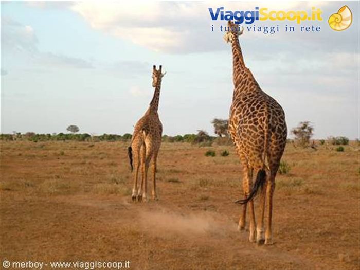 Safari - Tsavo Est
