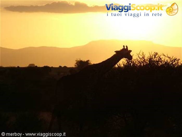 Safari - Tsavo Est