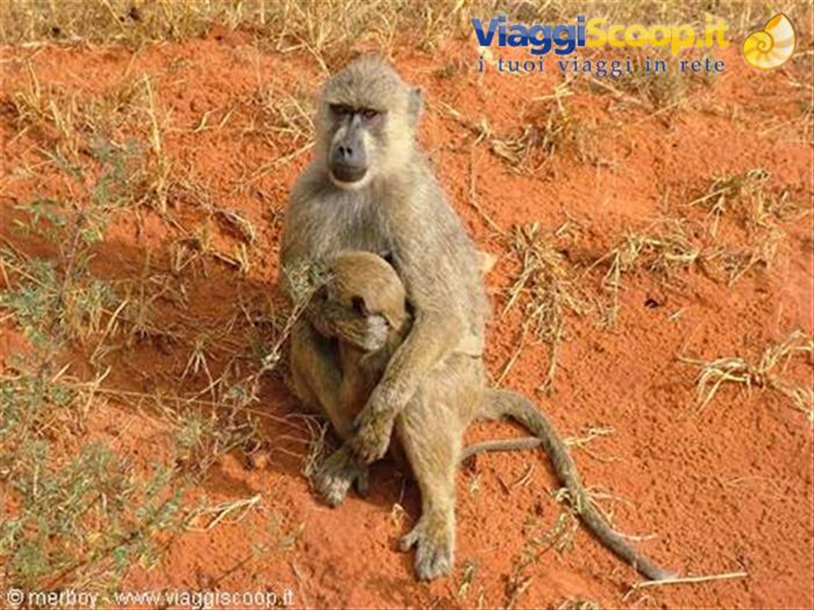 Safari - Tsavo Est
