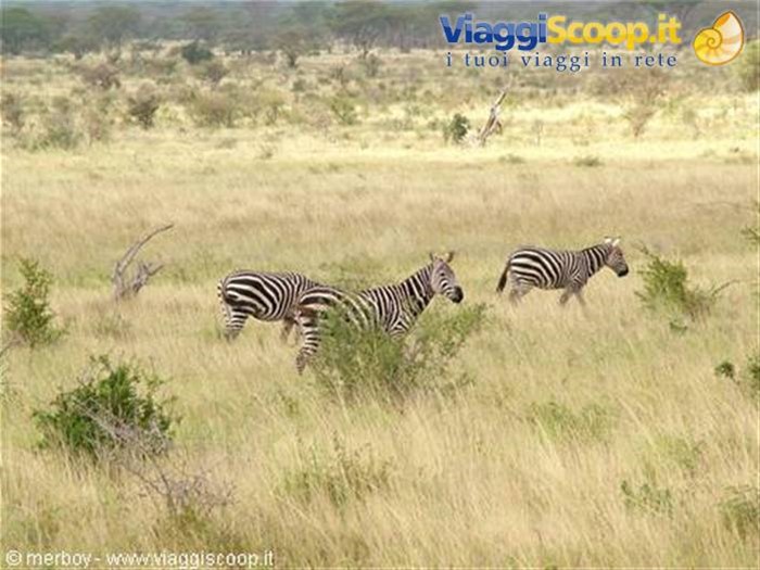 Safari - Tsavo Est 