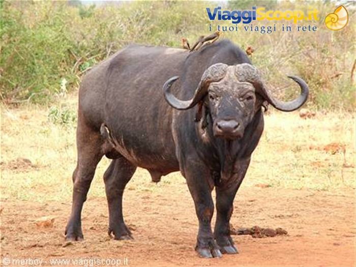Safari - Tsavo Est 
