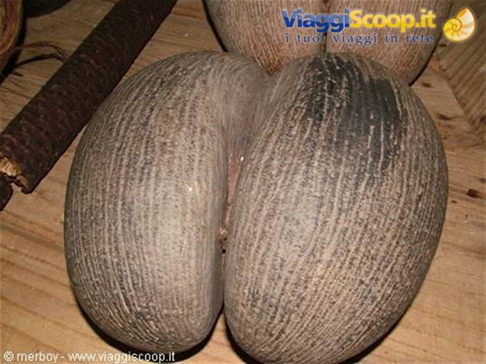 Seme del Coco de Mer