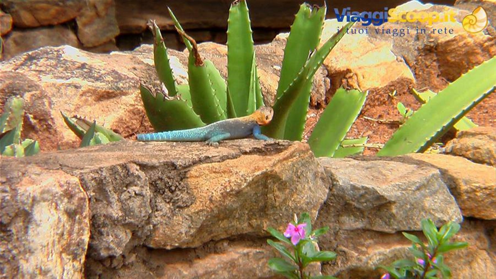 Tsavo East: lucertolina