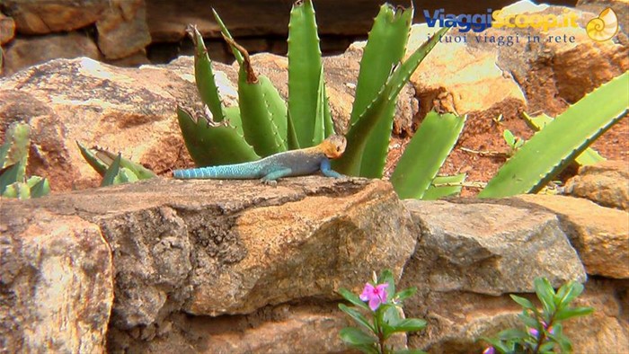 Tsavo East: lucertolina