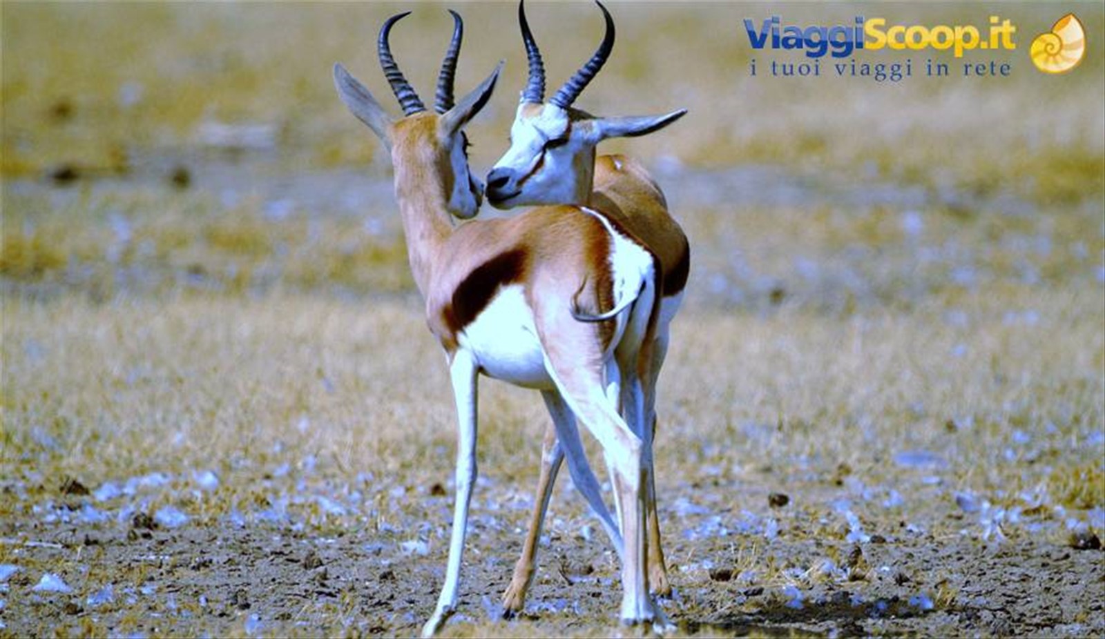 Tsavo East Antilopi