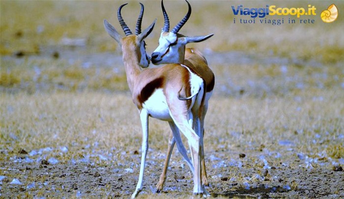 Tsavo East Antilopi
