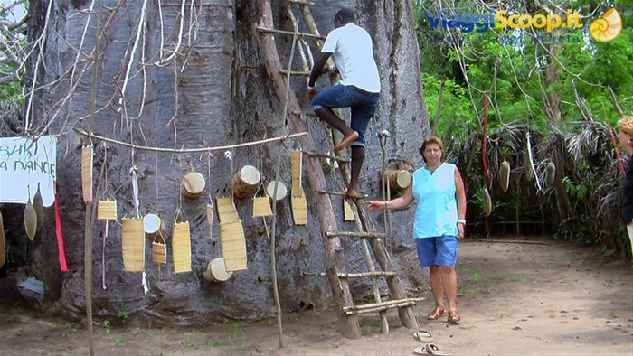 Mambrui: Il vecchio baobab