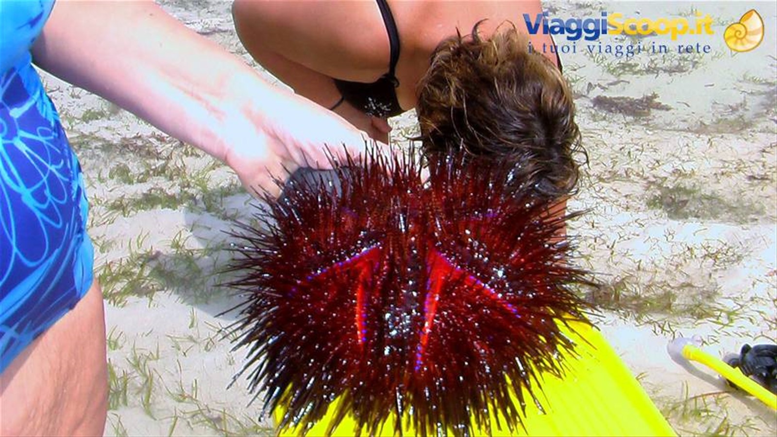 Watamu: riccio gigante