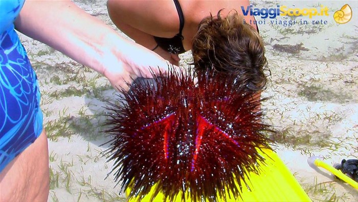 Watamu: riccio gigante