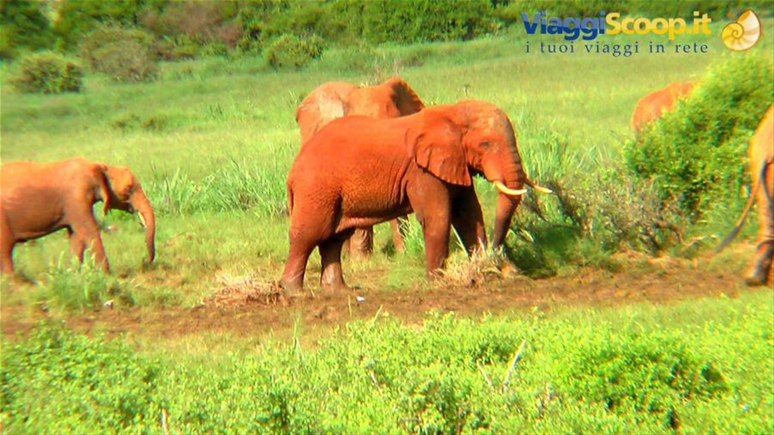 Tsavo East: Elefanti