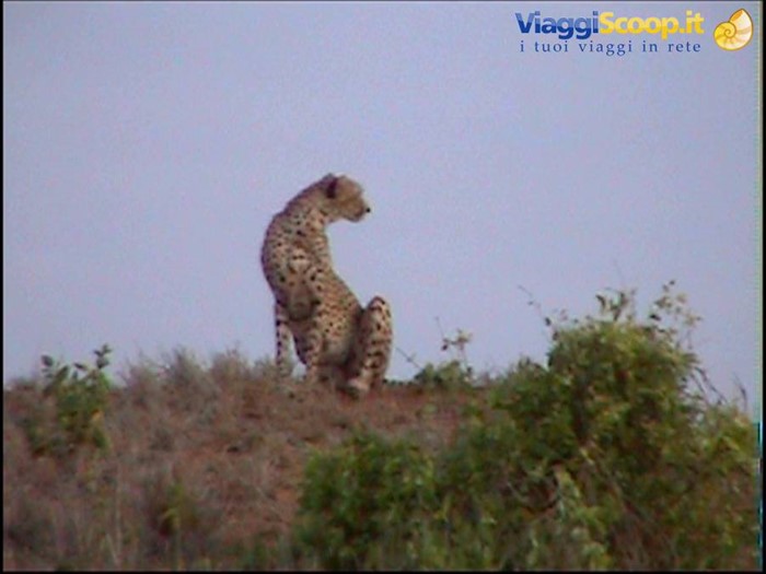 Tsavo East: Pardo in vedetta