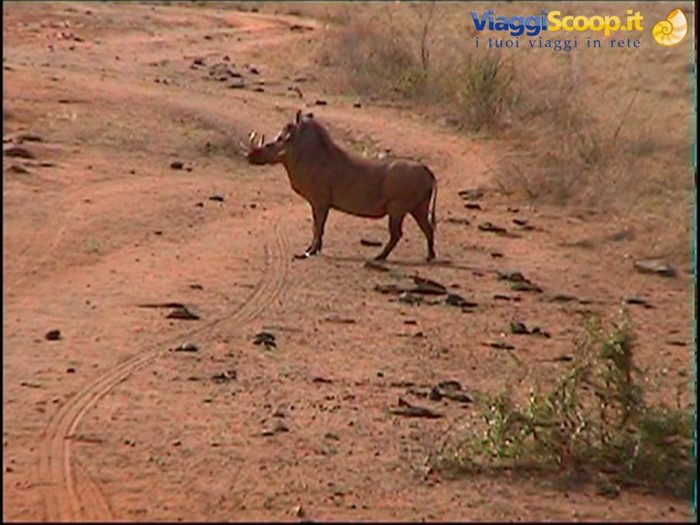 Tsavo East: facocero