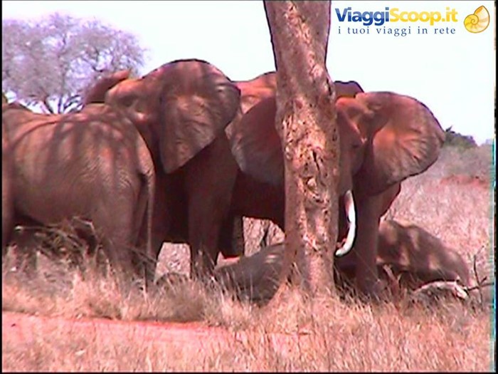 Tsavo East: elefanti in veglia di morte