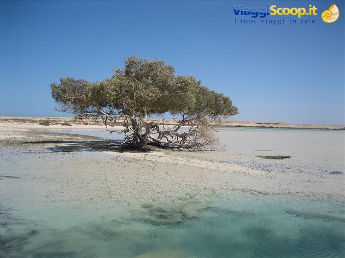 Mangrovia