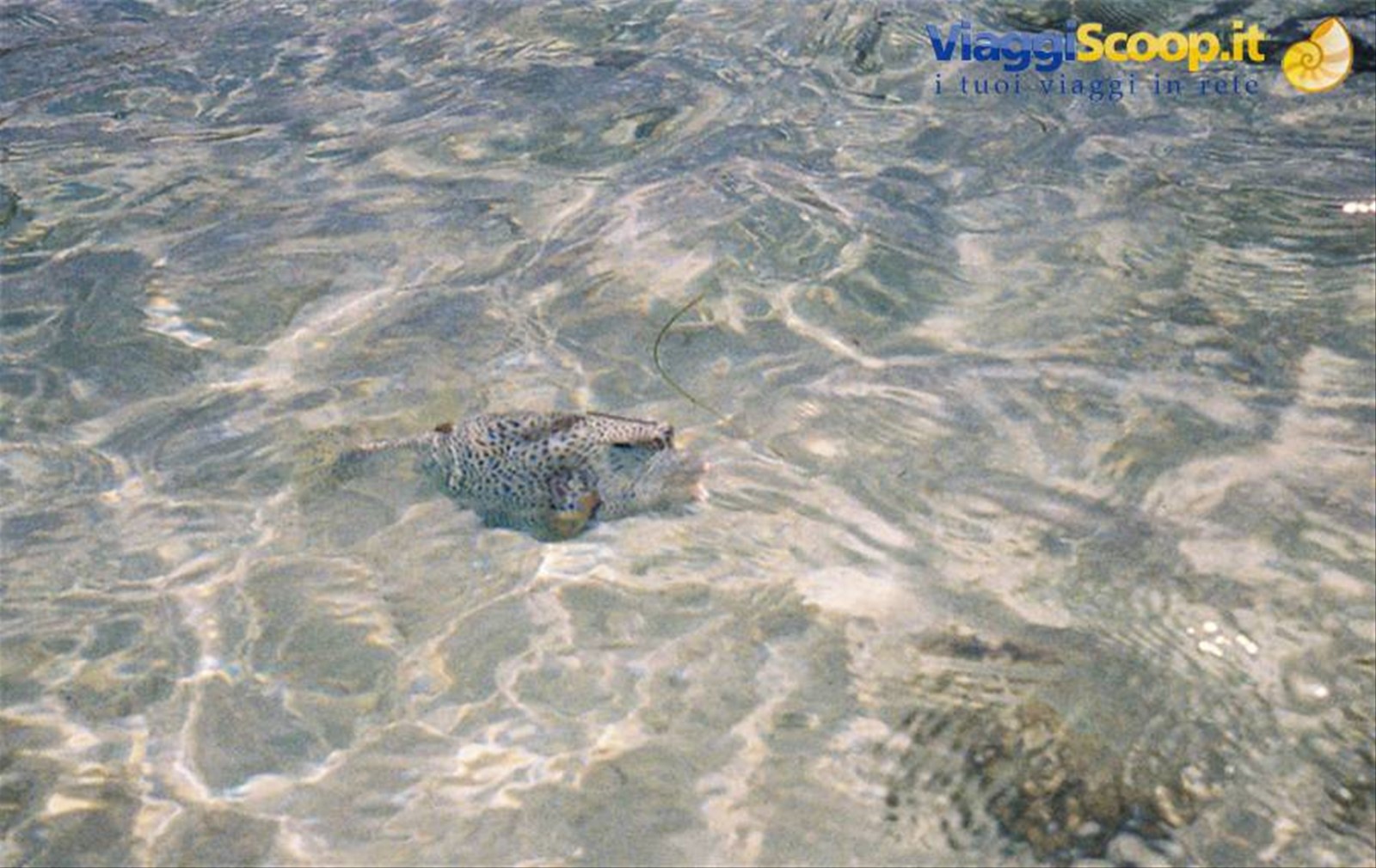 guardachepesce