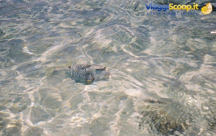 guardachepesce