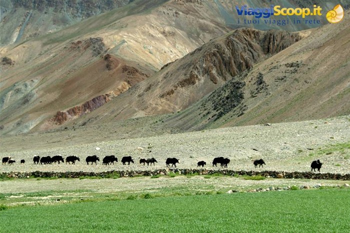 Carovana di yak