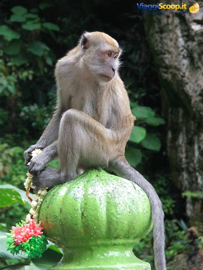 Scimmia Macachi