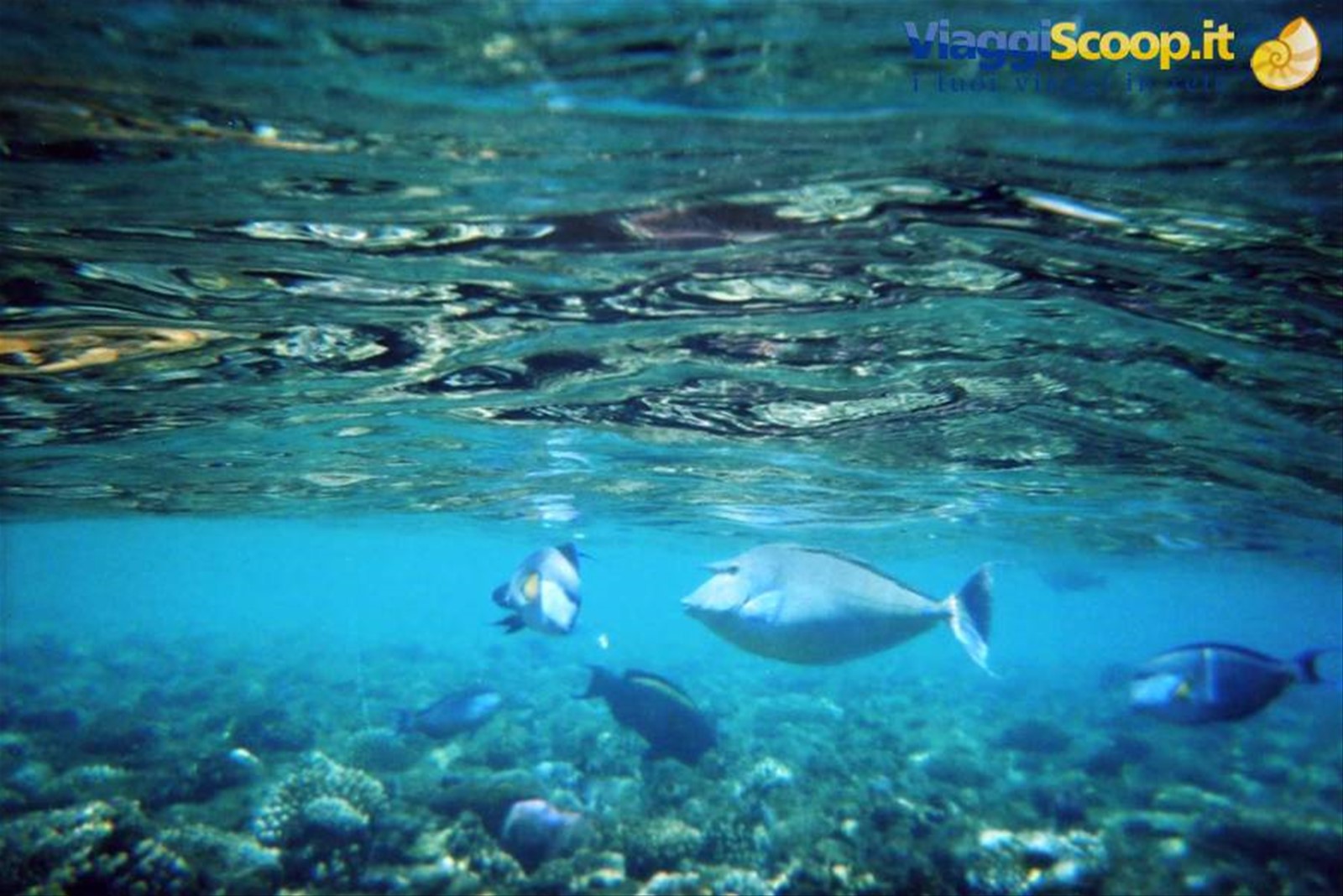 Un po' di snorkeling...