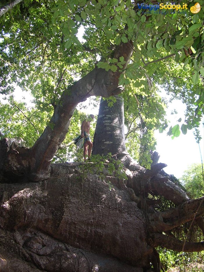 Baobab gigante