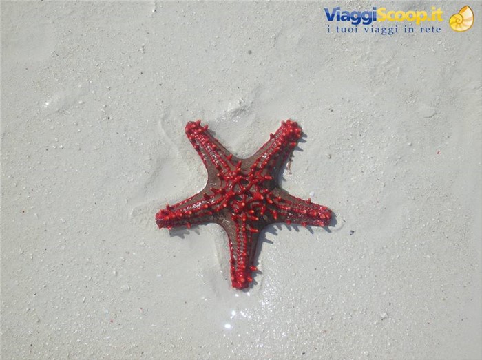 Stelle marine