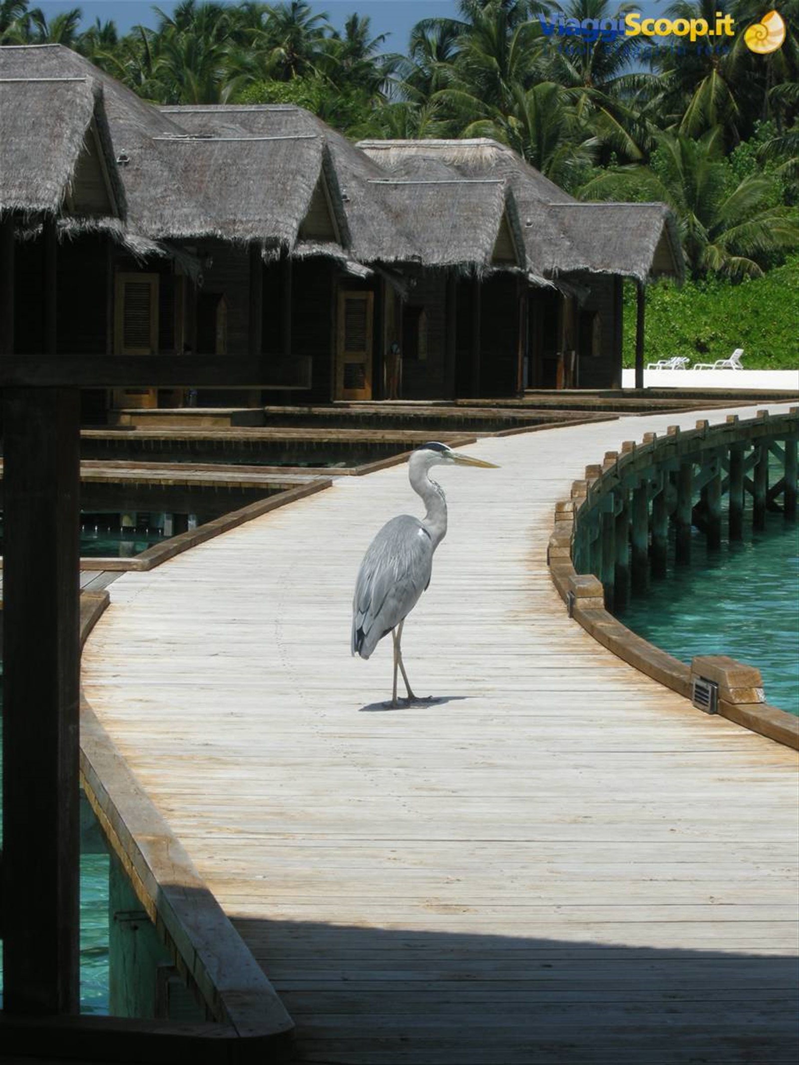Foto di viaggio in MALDIVE