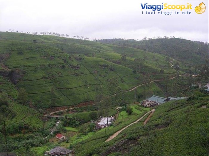 NUWARA ELIYA piantagioni di te