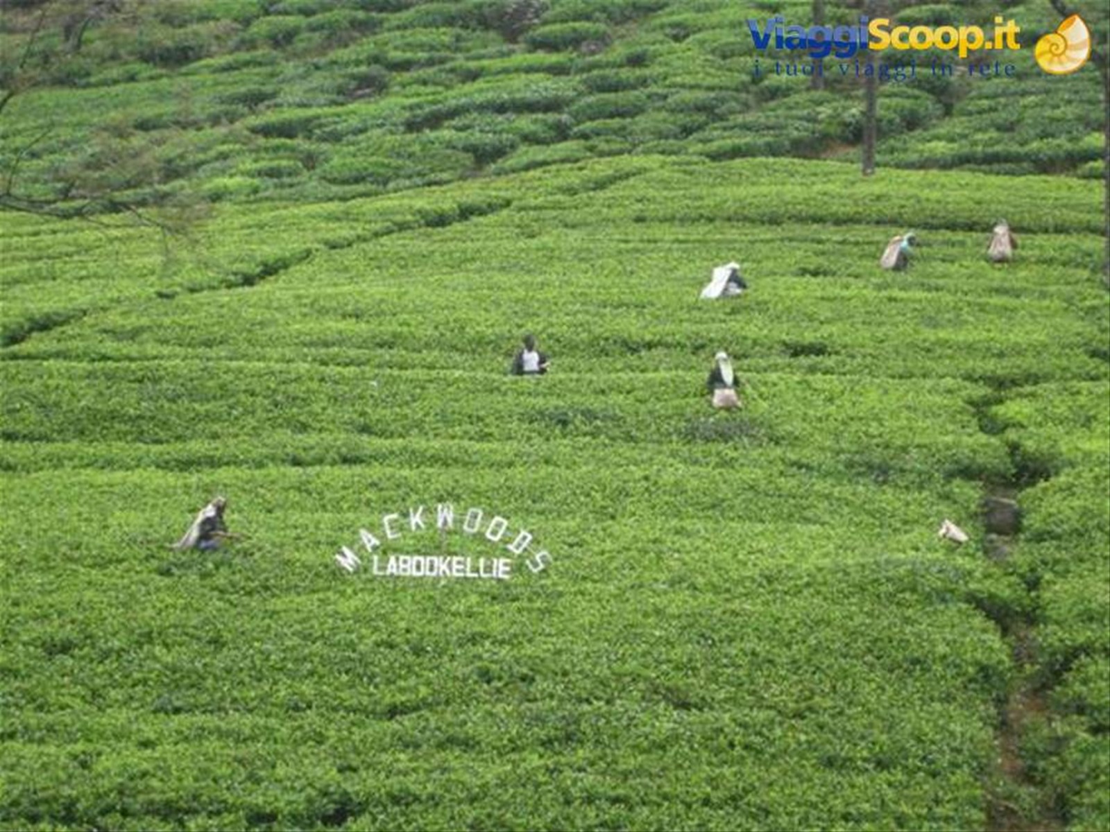 NUWARA ELIYA piantagioni di te