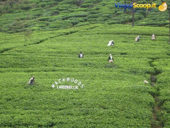 NUWARA ELIYA piantagioni di te