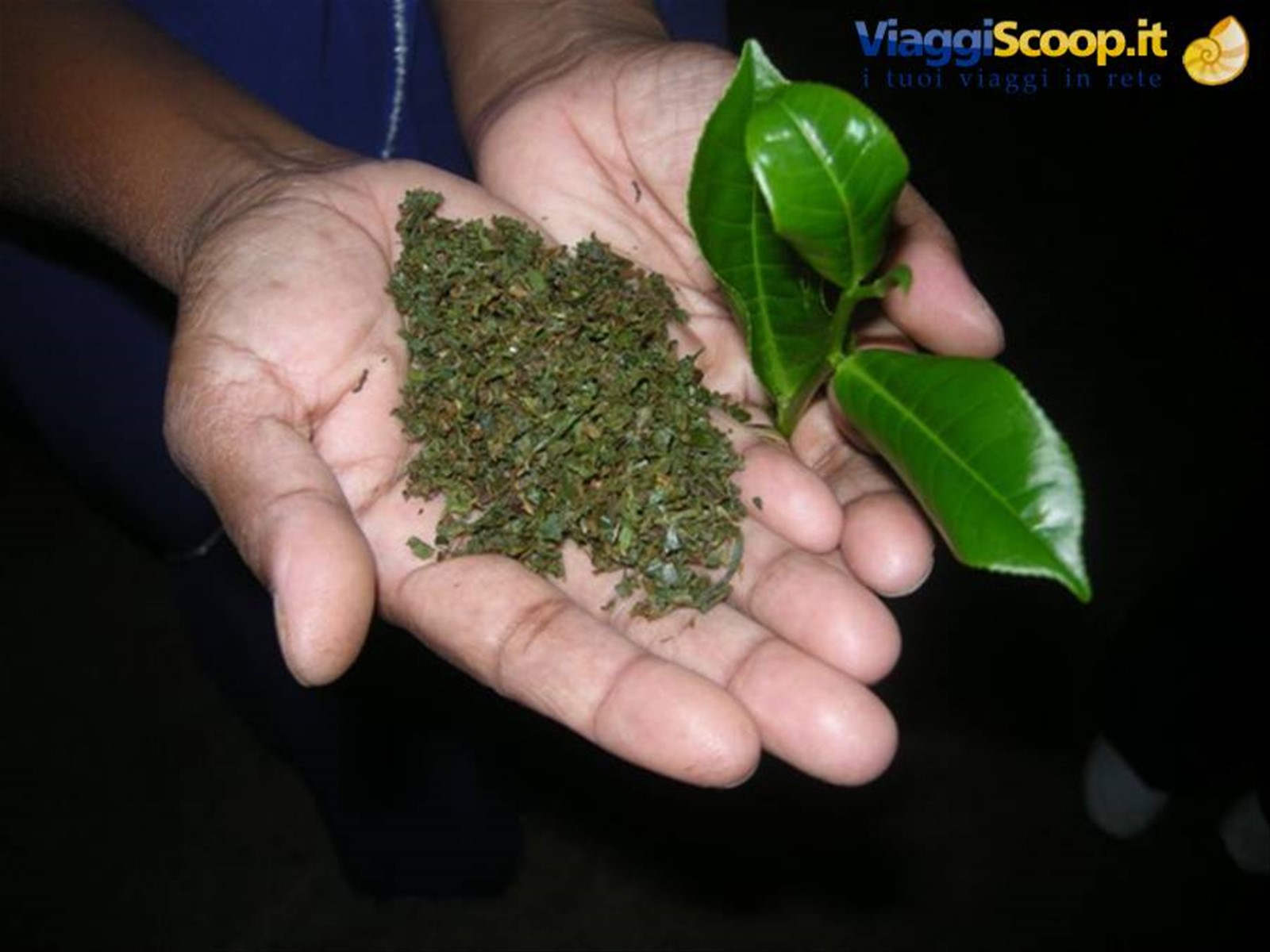NUWARA ELIYA