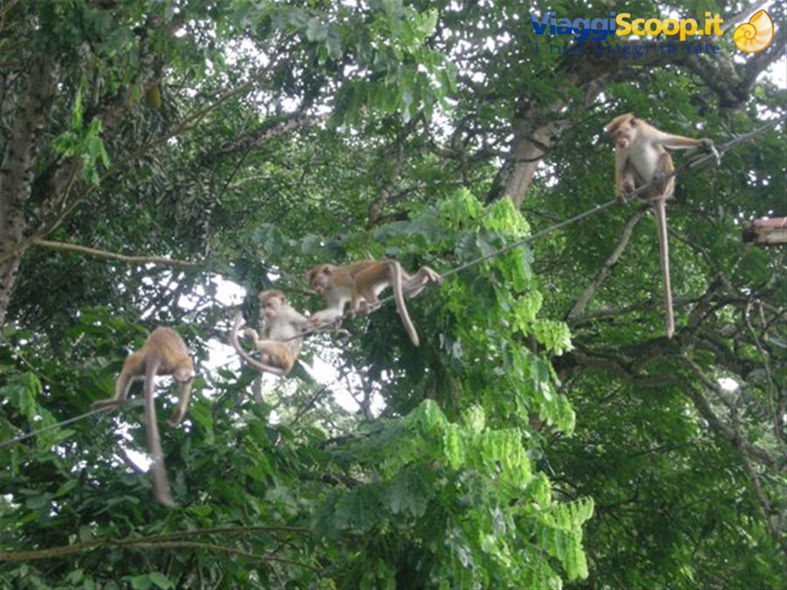 Foto di viaggio in SRI LANKA