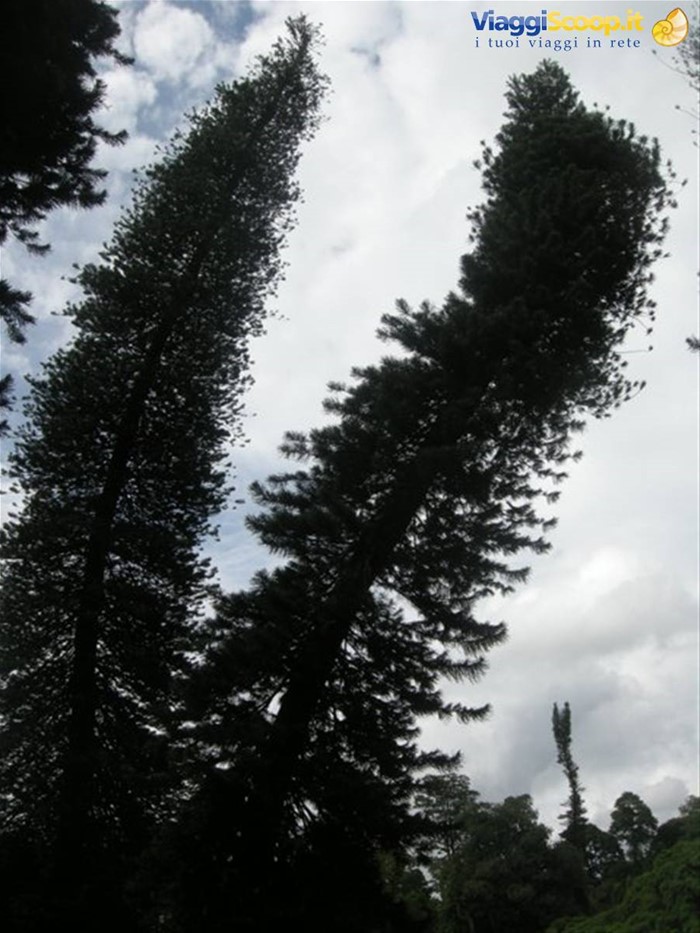 Kendy - giardini botanici reali