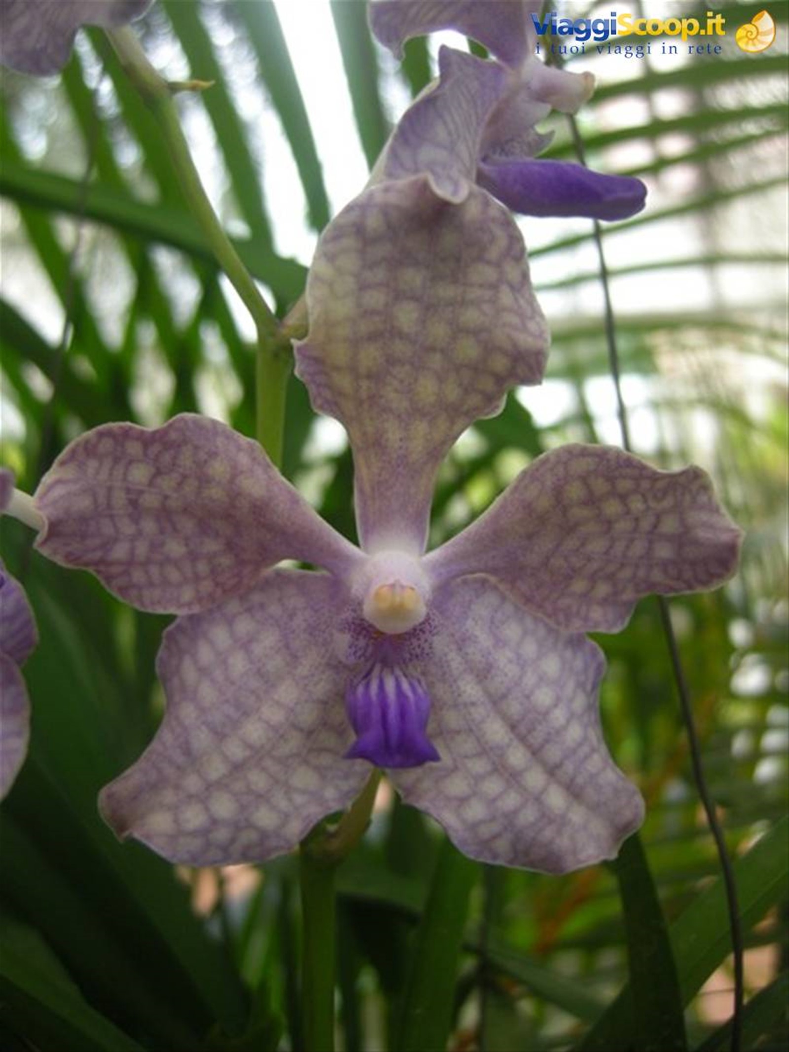 Kendy - giardini botanici reali
