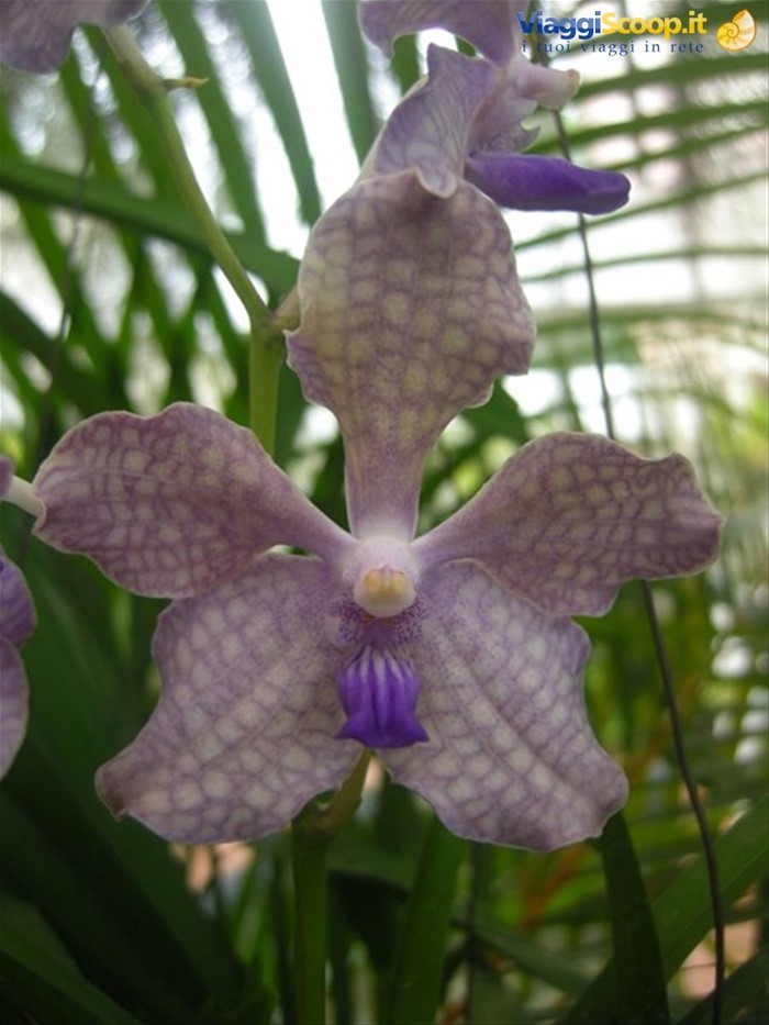 Kendy - giardini botanici reali